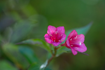 pink  small  flower