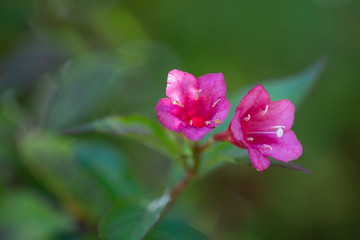 Fototapeta premium Pink flower blooming isolated 