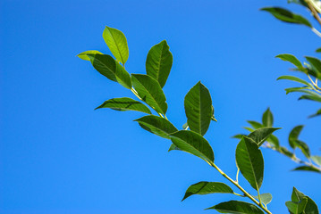 A branch of felt cherry with a ladybug on a leaf against the azure sky.