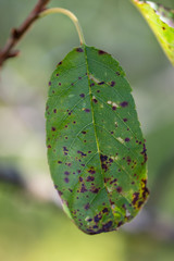 sick cherry leaf  isolated   ,