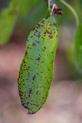 sick cherry leaf  isolated   ,
