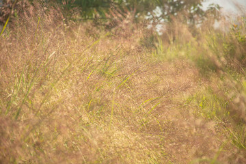 Beautiful grass flowers.