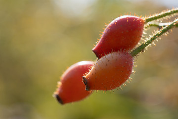 Obraz premium 薔薇の果実ローズヒップ