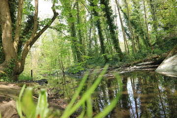stream in the forest