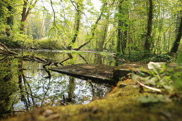 broken bridge in forest