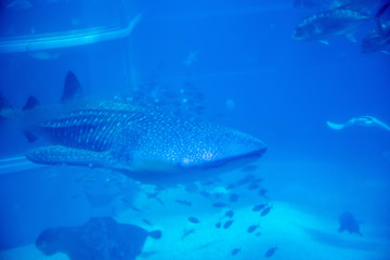 World in the Small Ocean, Osaka, Japan