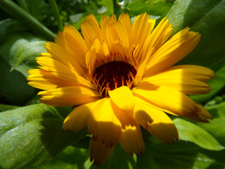 Bright yellow flower in the garden. Florists who grow beautiful flowers. Calendula flower, marigolds or marigolds.