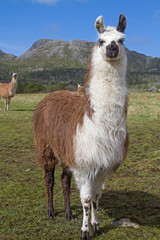 Lamas in Norwegen