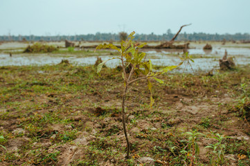 Lake with old trees sticking out of the water in Cambodia near ancient Angkor Wat Temple Ruin Complex