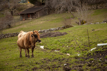 vaca asturiana en pradera