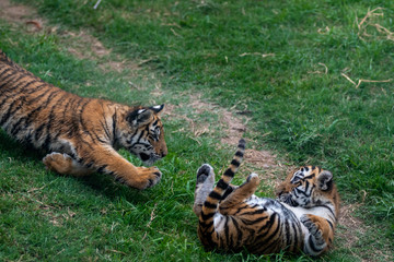 tiger cub playing in the jungle