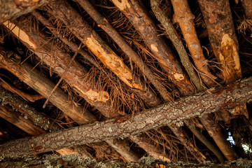 textura de techo construido con madera y ramas de pino