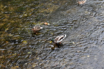 Ducks