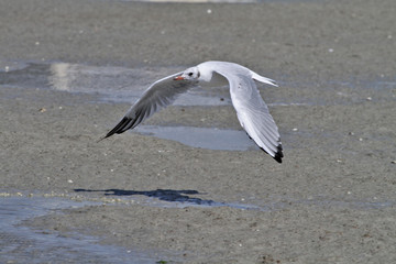 Mouette en vol
