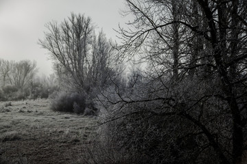 paisaje con árboles nevados