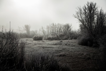 paisaje con árboles nevados