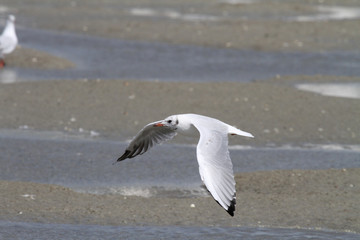 Mouette en vol