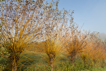 Fototapeta premium common osier or basket willow trees (salix salix viminalis) near the wine road in spielfeld