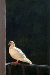 paloma blanca en balcón