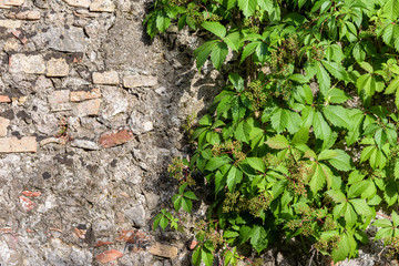 Abstract background wiht stone wall and grape twigs.