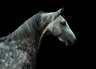 young orlov trotter dappled horse portrait isolated on black background - 300355152