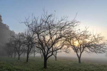 Fototapeta na wymiar old fruit trees on a misty morning in the Naturpark Südsteiermark at sunset