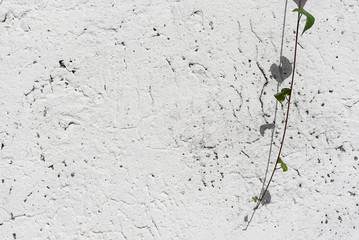 Abstract background with white wall and ivy twigs.