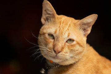 Beautiful thai yellow cat at home