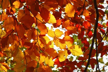 Colourful Autumn Leaves.