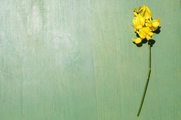 Flower of peavines -Lathyrus - on the wooden background