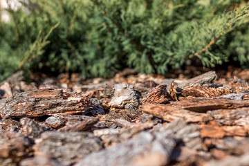 Lawn of pieces of tree bark on the background of a green Bush