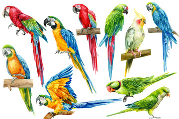 Big set of parrots, birds on an isolated white background, watercolor illustration, hand drawing