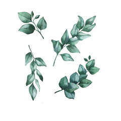 Set of eucalyptus green branches isolated on white background. Hand drawn watercolor illustration.
