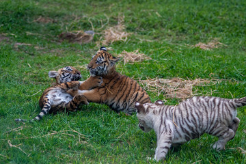 tiger cub playing in the jungle