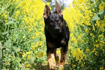 black german shepherd walks through a blooming rape field