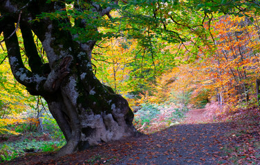 trail that is lost among the beech forest in autumn, Irati, Navarra Pyrenees
