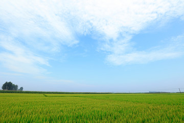 rice field