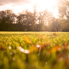 Fototapeta premium blurred park in autumn for background, square