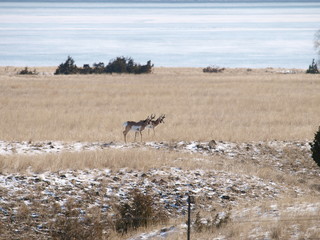 Fototapeta na wymiar montana antelope 
