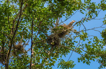Blue Heron Nests in a tree near Seattle