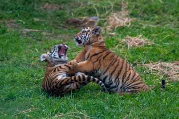 tiger cub playing in the jungle