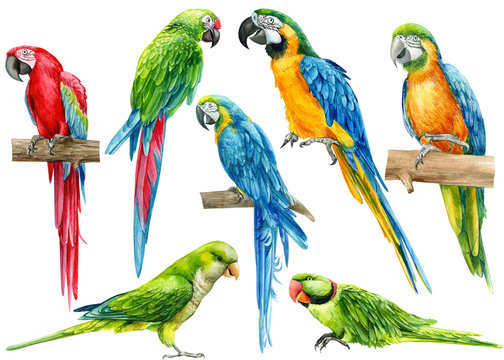 set of parrots, birds on an isolated white background, watercolor illustration, hand drawing