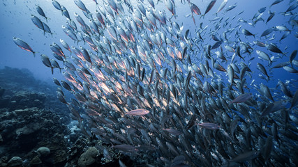 Fototapeta na wymiar Bait ball / school of fish and Blue Runner Jacks in coral reef of Caribbean Sea