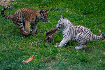 tiger cub playing in the jungle
