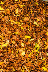autumnal painted leaves in warm, sunny color on a meadow