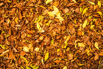 autumnal painted leaves in warm, sunny color on a meadow