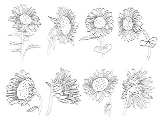 Sunflower Hand Drawn Collection