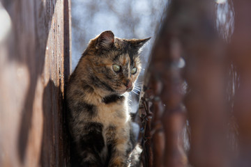 retrato de gata entre madera