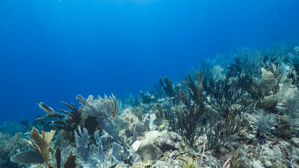 Seascape of coral reef in the Caribbean Sea around Curacao with Gorgonian Coral and sponge