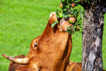 Kuh beim Apfel essen
